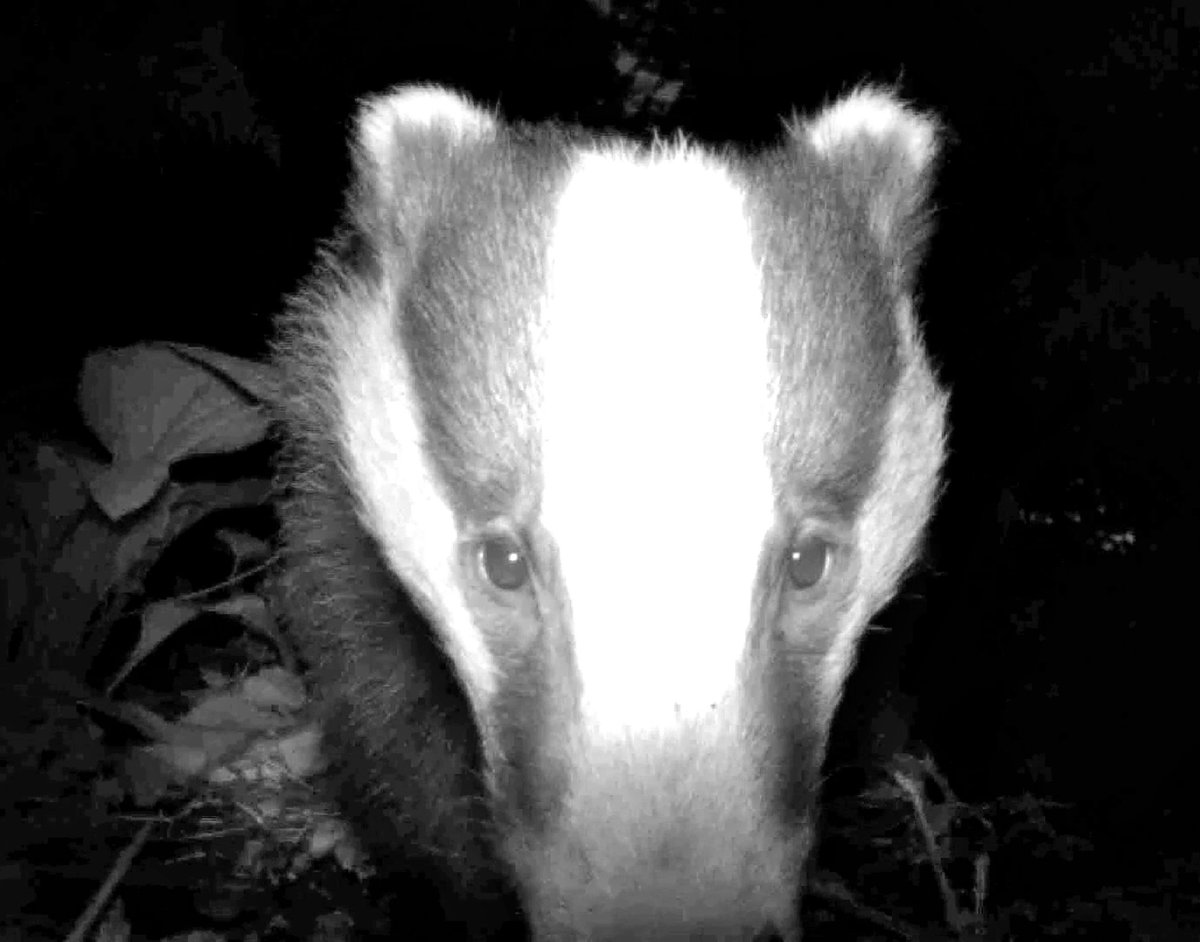 Such beautiful creatures. Why don't we value our nature as much as we should? #nationalbadgerday @WildSheffield @RecoveryNature @WoodlandTrust @Natures_Voice