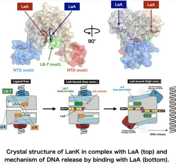 FEBSJournal's tweet photo. 📚 The carbohydrate tail of landomycin A is responsible for its interaction with the repressor protein LanK
✒️ By Yoshikazu Tanaka, Bohdan Ostash and co-authors from @TohokuUniPR @lvivuniversity @TuftsUniversity
🔗 https://t.co/6DUin4VHHo
#exportregulation #landomycins https://t.co/EQGaP4ucJ2