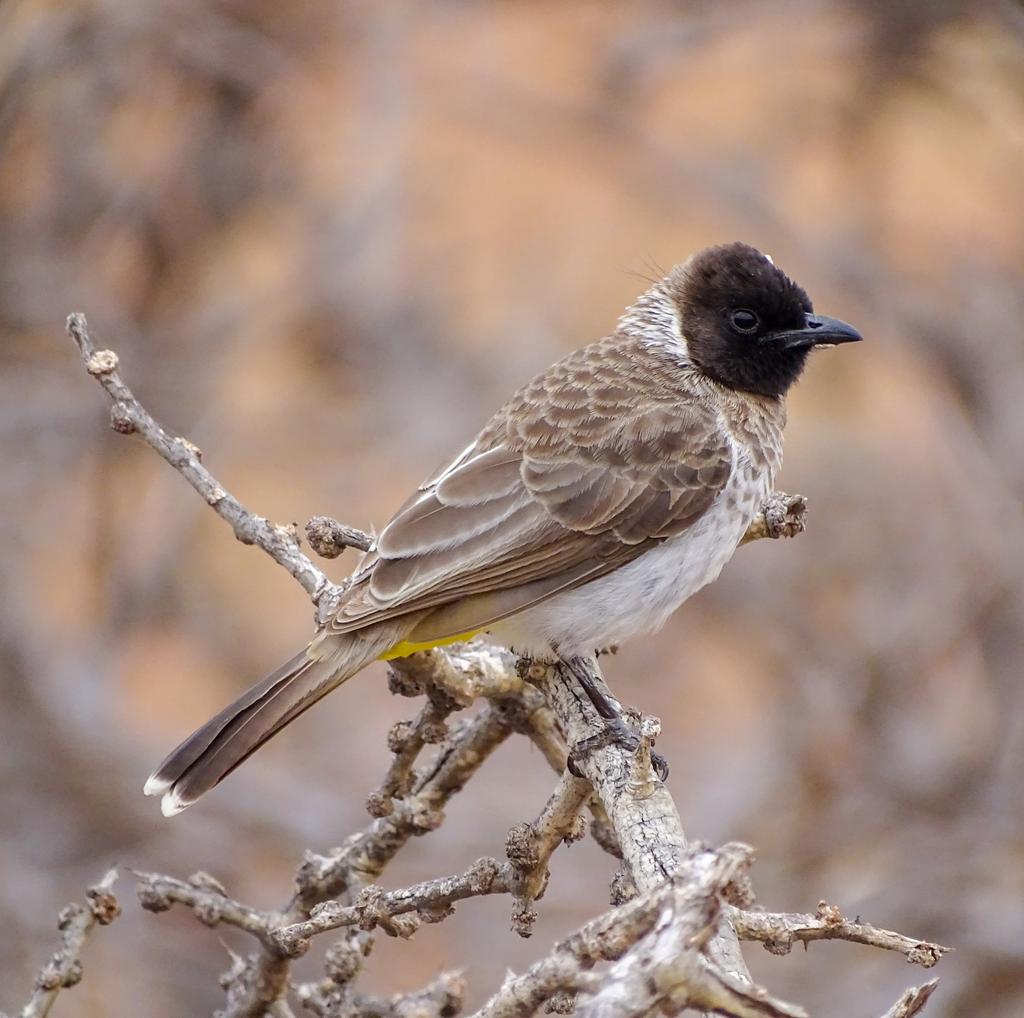 Rex_mutikwa's tweet photo. Common Bulbul
#birds #birdwatching #BirdsSeenIn2022 https://t.co/pHBjr5G7Me