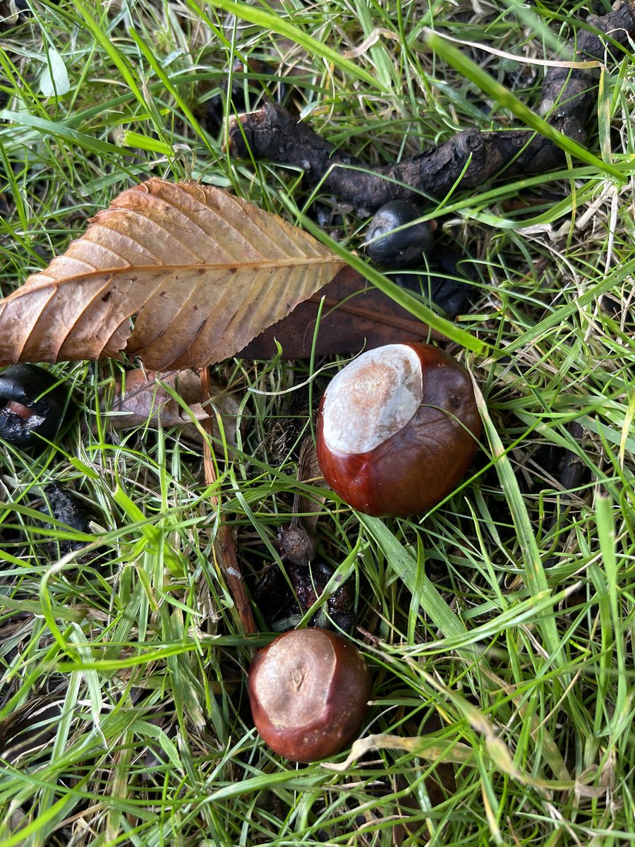 Church Cafe is open today from 10am-12 Noon. If you’re out and about do pop in - you’re very welcome. Enjoy the beautiful colour of the trees in the churchyard on your way through, and see if you can spot any shiny conkers - there are plenty still to be found! 🍁🍂 #penistone