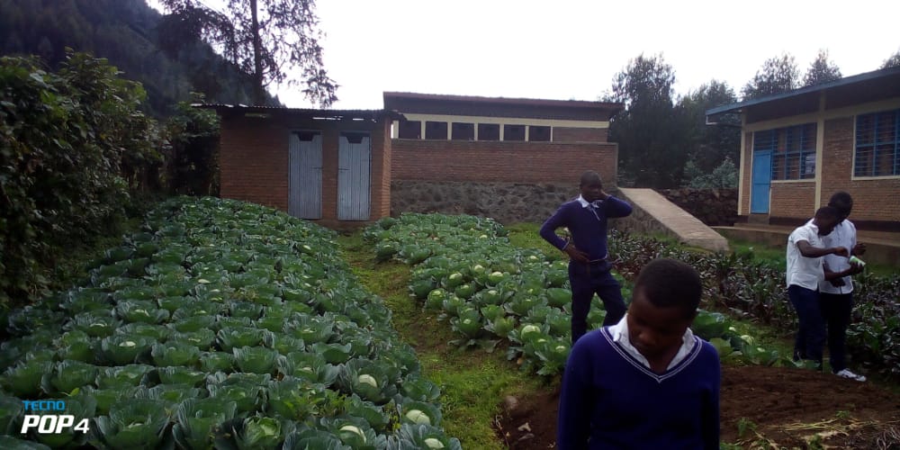 Happening: Students in G.S #Rwankeri in @NyabihuDistrict under the @36Tesf project are planting seedlings for spinach & tending to cabbage gardens yet to be harvested to supplement the school feeding program for better diet & nutrition @jhaganza @GER_Global @RichardMugisha1 #RwOT