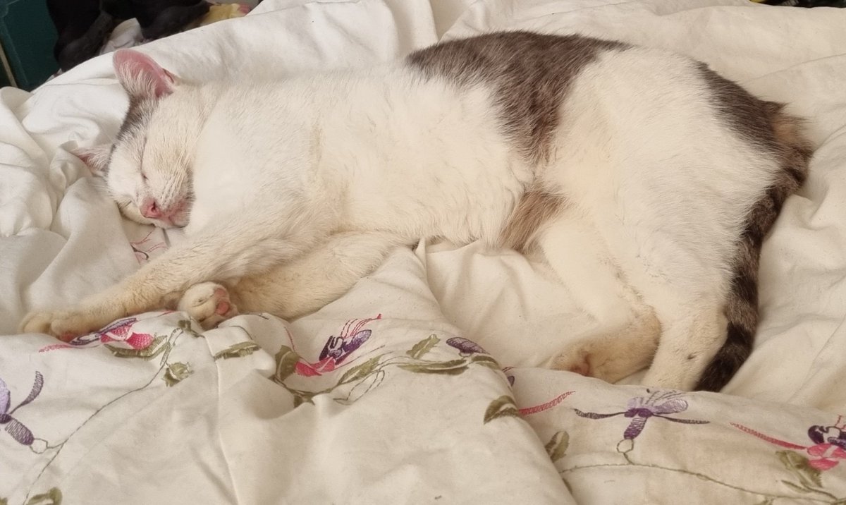 Covid sucks but this guy has kept me company through isolation all week. Thanks Rocky 😻
#CatsOfTwitter
