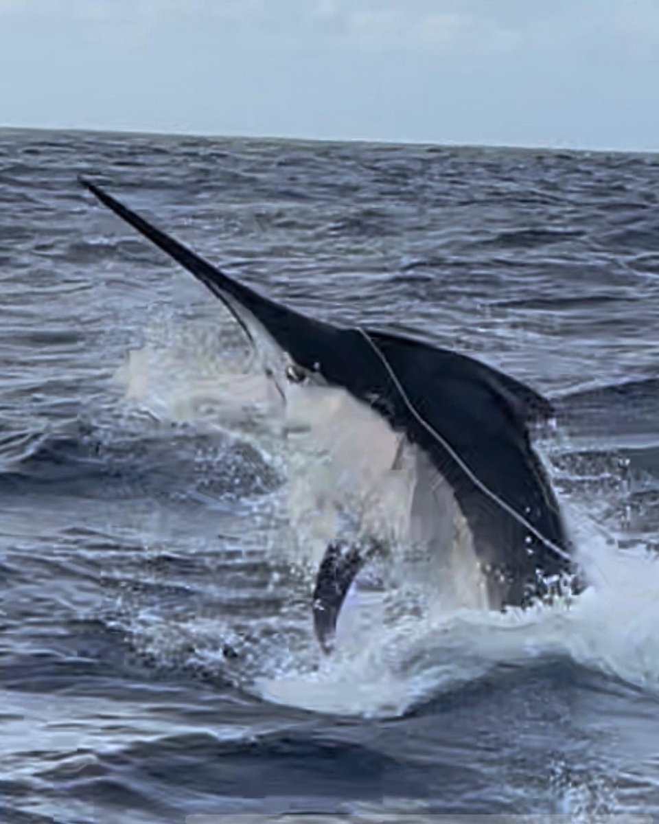 BillfishReport's tweet image. Cairns, Aus - Askari released a Black Marlin (950). #BlackMarlin #GBR #Grander