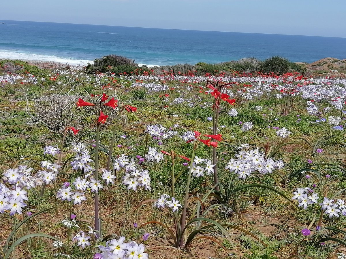 ca2cfk's tweet photo. DESIERTO FLORIDO POR FAVOR CUIDAR..... https://t.co/sjHXsQfhmd
