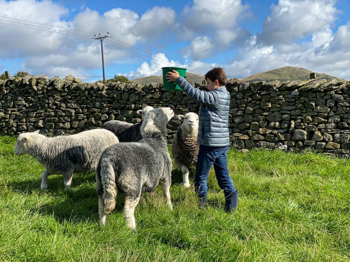 woolismybread's tweet photo. A perfect day for a Shepherdess Farm Tour 🐑🐑🐑🐑🐑🐑🐑 https://t.co/c6hUA0dH6I