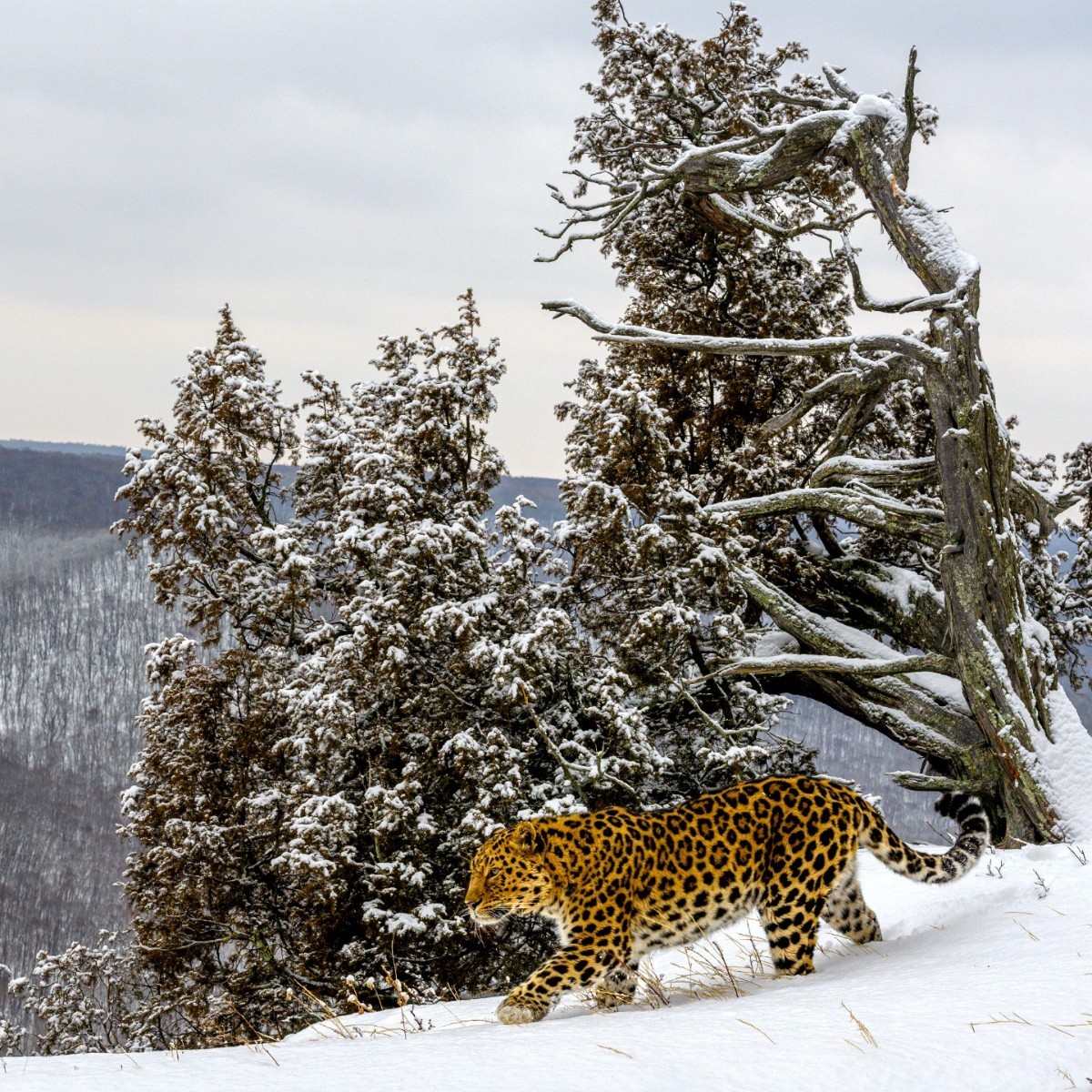 BBCEarth's tweet photo. It's all about standing out 🐆

Amur leopards have unique spot patterns, just like human fingerprints. This means that they can be identified by their spots individually.
⁣
Find out where to watch 👉  https://t.co/MMD3tK7WJv
⁣
📸  #EarthOnLocation by Sergey Gorshkov https://t.co/fg6Y3ym3gW