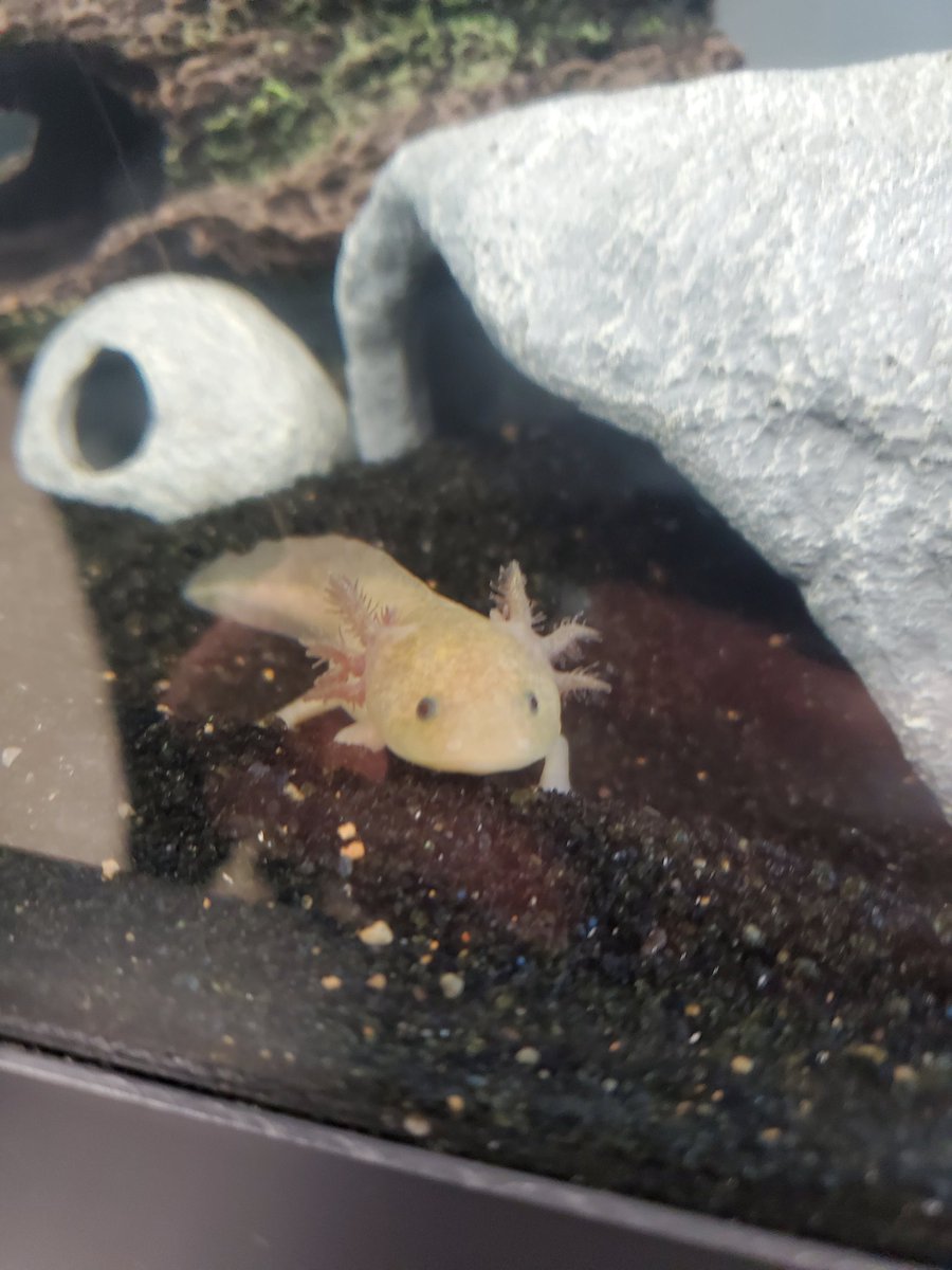 CFHS Aquatics tweet media