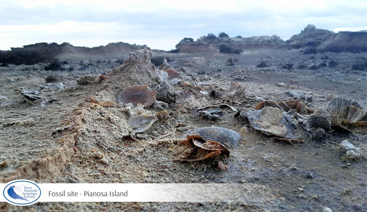 1a Giornata Internazionale della Geodiversità
In primo piano il Patrimonio Geologico del PN Arcipelago Toscano
Sito fossilifero - Isola di Pianosa
ph Luca Foresi

#geodiversityDay
#geoconservation
#geological_heritage
#geotourism
#geosites
#protected_areas
#iucn_green_list