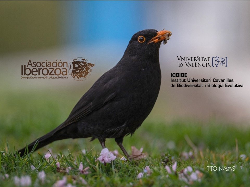 iberozoa's tweet photo. Artificial grass might save water, but its use should be reconsidered. Our new study with @ICBiBE_UV in Eastern Spain shows a negative impact of #plasticgrass on bird communities, threatening #urbanbiodiversity 🐦🌱.
Available online on @bci_international: https://t.co/OeQH3pIf0H https://t.co/anB3rZMXCe