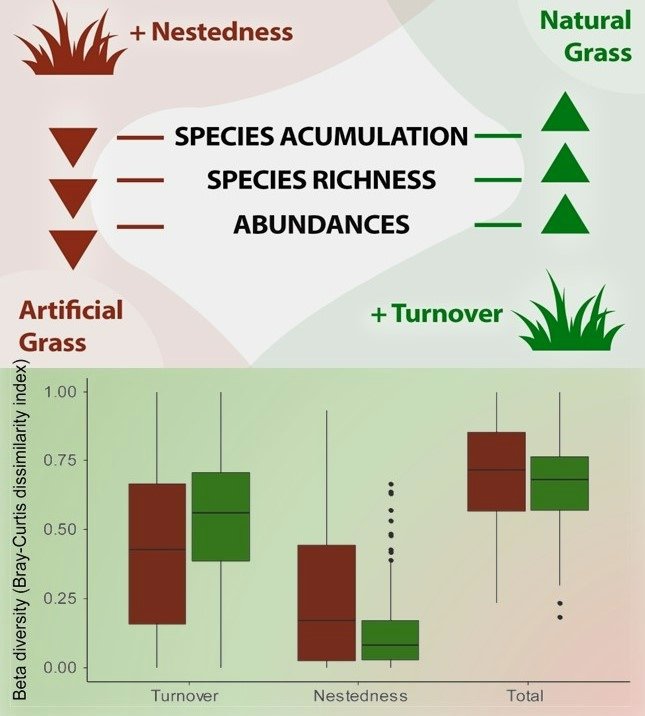 Artificial grass might save water, but its use should be reconsidered. Our new study with @ICBiBE_UV in Eastern Spain shows a negative impact of #plasticgrass on bird communities, threatening #urbanbiodiversity 🐦🌱.
Available online on @bci_international: doi.org/10.1017/S09592…