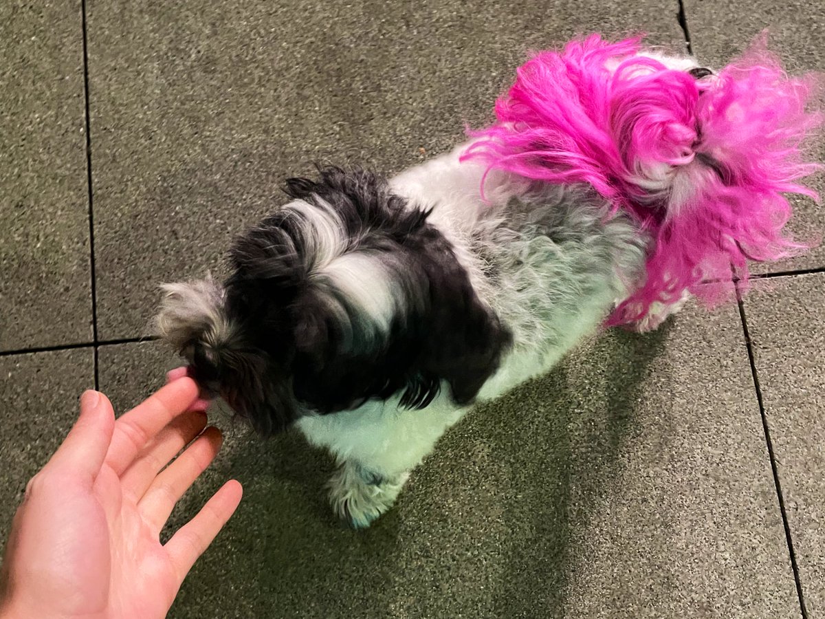HannahknowlesTV's tweet image. This is Potato 🥔 
She has a pink tail 🥹
#dogsofseattle
