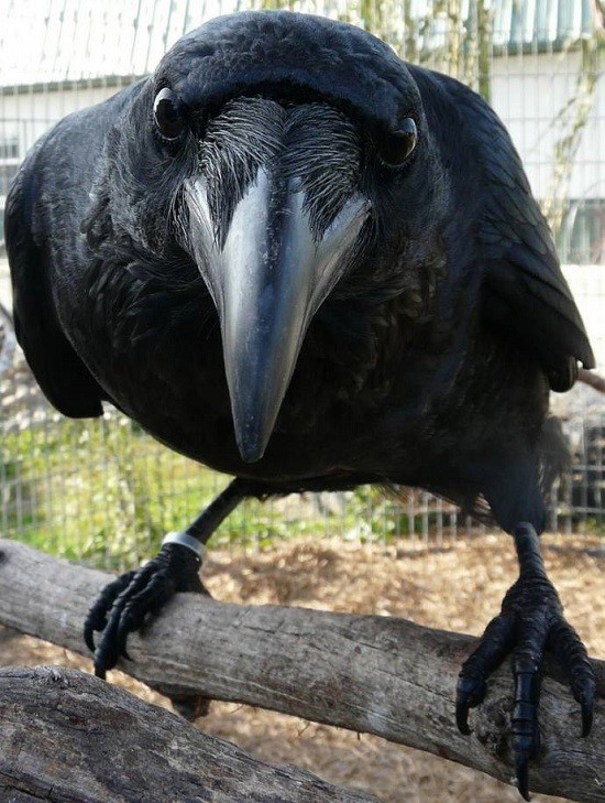 shitbirdtrash's tweet photo. This little bitch flew up to me and told me #switches should keep an eye out here,, nd October 29th free,,, 👀

#MotherlandFortSalem #SaveMotherlandFortSalem https://t.co/DmoZklO3tC