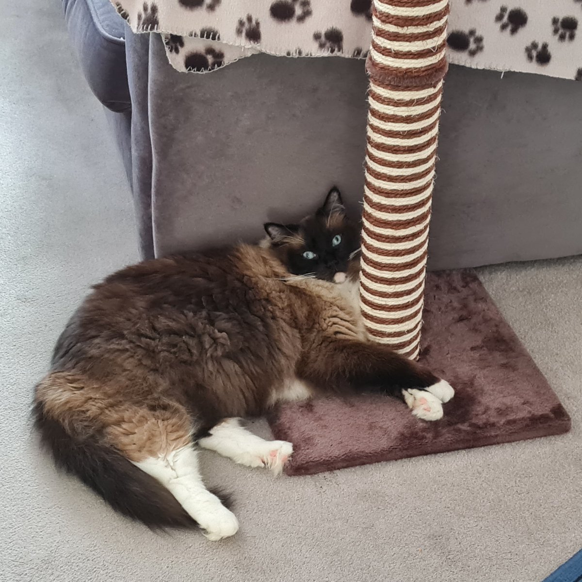 RascalFrank's tweet image. Guess what !! Tesco are so fed up of my mum moaning that they are stocking Dreamies again !!!