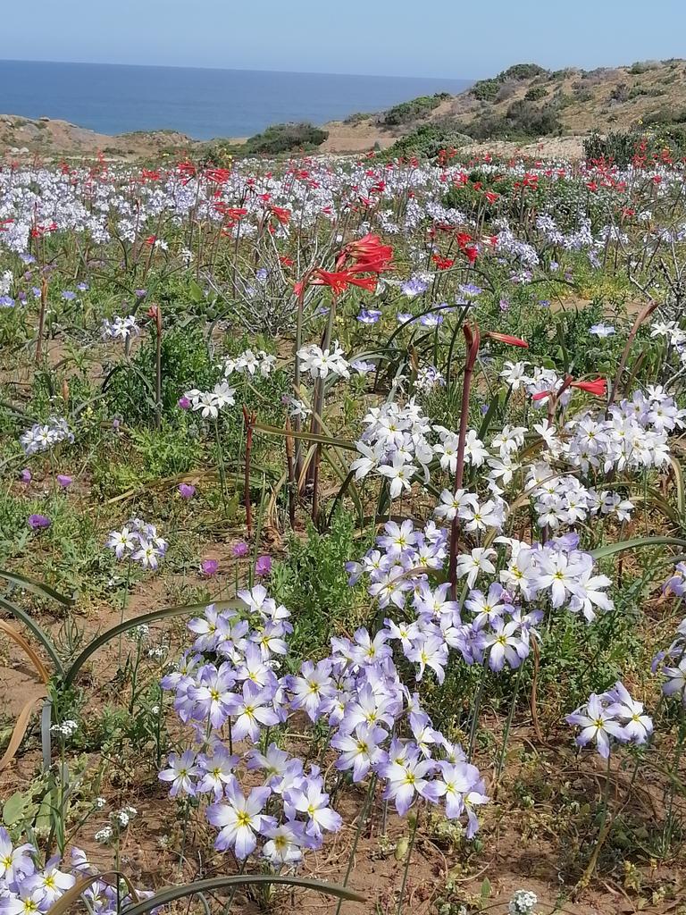 ca2cfk's tweet photo. DESIERTO FLORIDO POR FAVOR CUIDAR..... https://t.co/sjHXsQfhmd