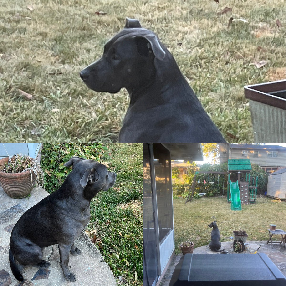 When you miss the St. Francis Service and animal blessing at church…