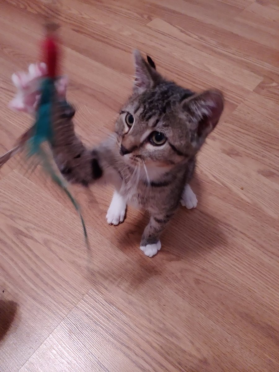 gretchenandsid's tweet photo. “Happy Gotcha Day” Landon! 1 year ago today you came to live with us! https://t.co/vmBYdzb1cF https://t.co/d4U0zR9OUQ