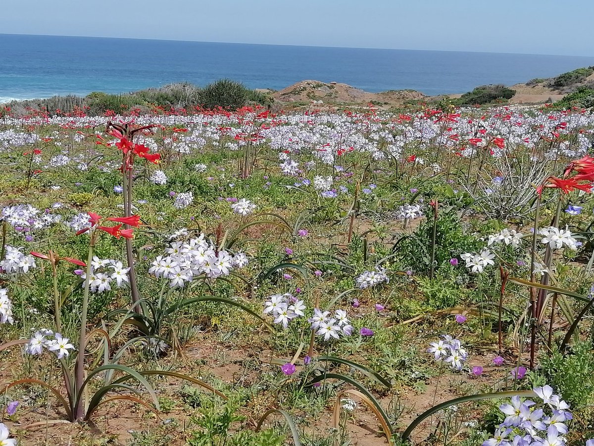 ca2cfk's tweet photo. DESIERTO FLORIDO POR FAVOR CUIDAR..... https://t.co/sjHXsQfhmd