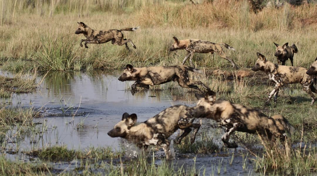 WeAreWilderness's tweet photo. #Botswana floodplains teeming with life. African wild dog packs pressing forward on the hunt. The #OkavangoDelta wilderness provides an environment where #biodiversity can flourish. Travel to #WildernessSafaris #Chitabe: https://t.co/Xr92iKKih0
πΈ Lentswe Moalosi https://t.co/EV2esNWy7E