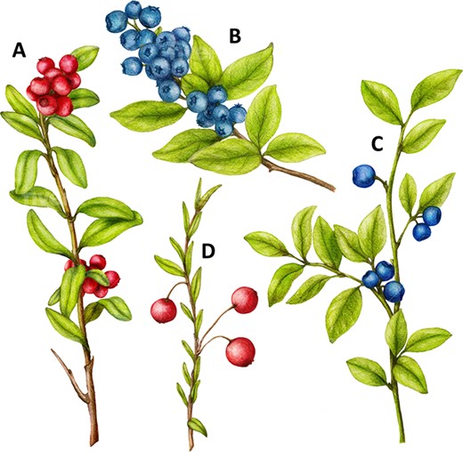 KirkOvermyer's tweet photo. Nice review covering the taxonomy, genetics, genomics, and breeding of Vaccinium berry species.
https://t.co/d5dTgGpCeT https://t.co/FyMeekkVTd
