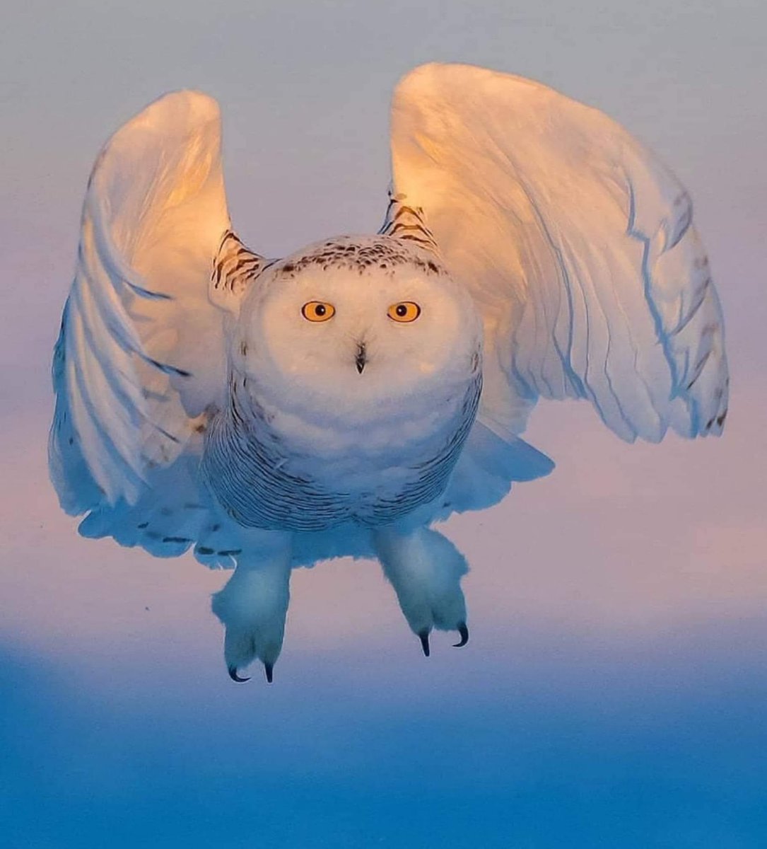 Let Wisdom Prevail 🔶🌟🌟🌟🔶