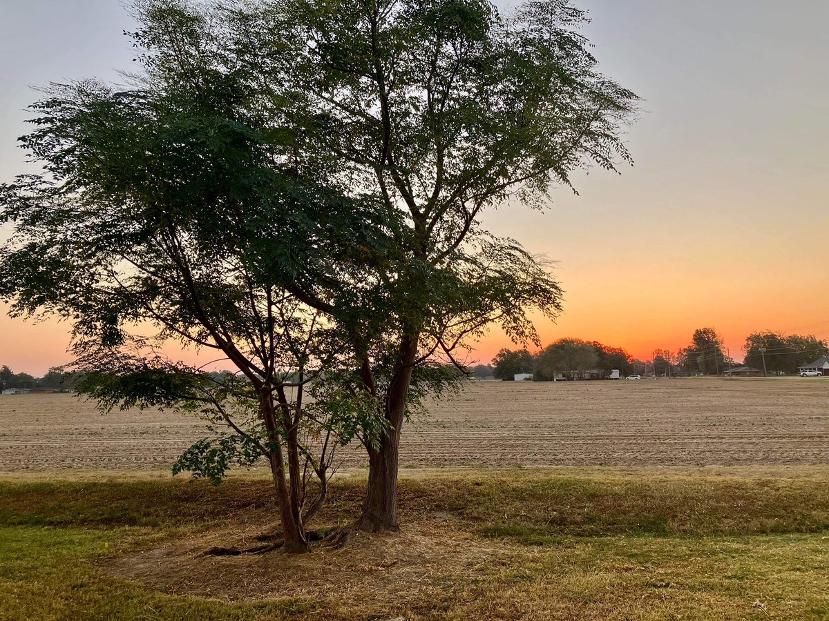 AshleyReneeWx's tweet photo. “Delta Dawn from Cleveland” is the perfect caption for this perfect sunrise pic 😍. The viewer that sent this in came up with that❤️. #viewerphoto #mswx #mississippidelta #ClevelandMS https://t.co/9xQ3IXmZUU