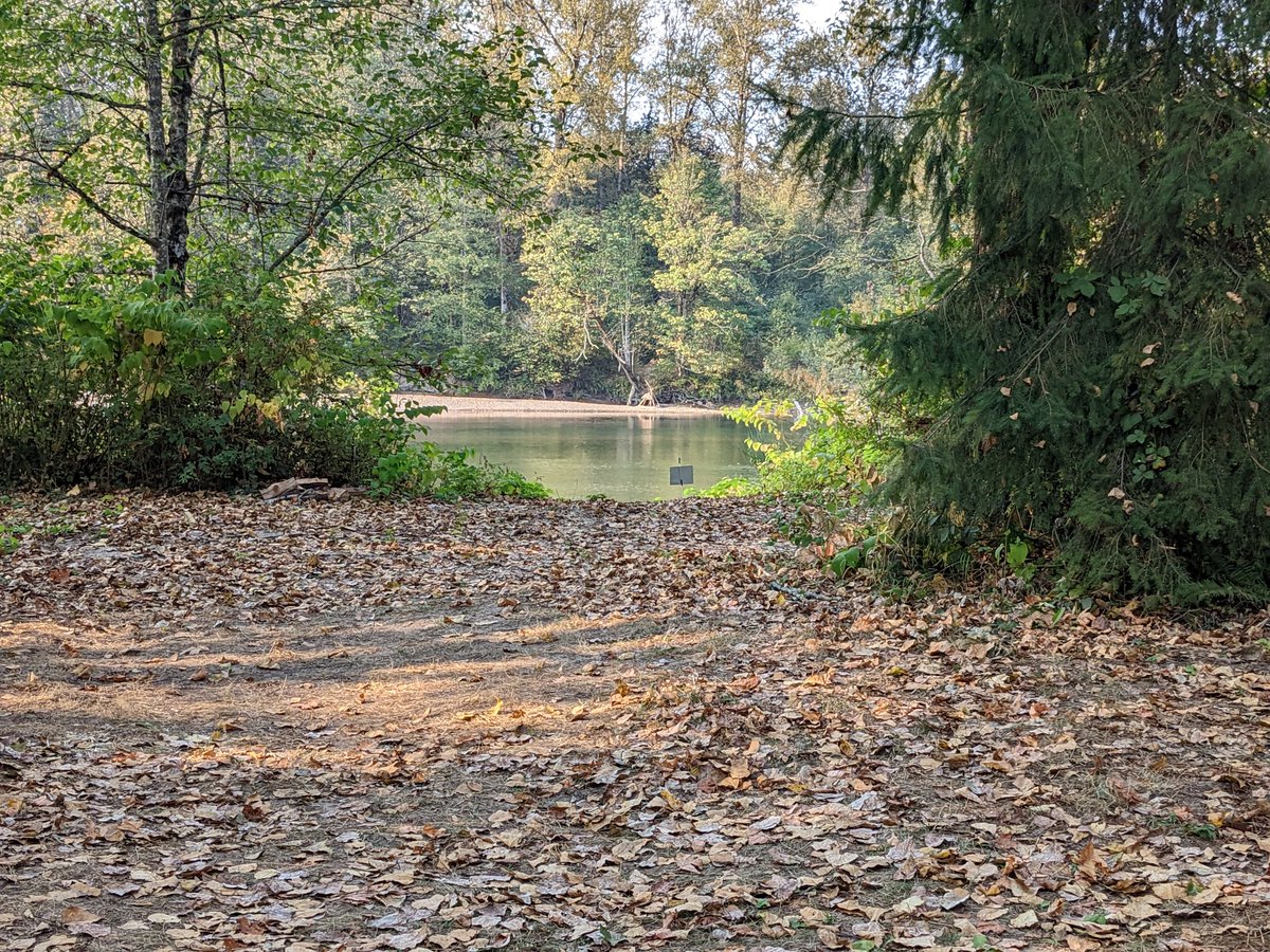 Q2U's tweet photo. Future restoration camping spot on the skykomish. When we arrived there was a walk of knotweed under the trestle.  We cleared about an acre in our first camp.  Our next camp will be in November.  Come join us. https://t.co/IhsTBjGhO6