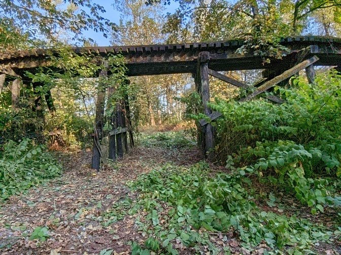 Q2U's tweet photo. Future restoration camping spot on the skykomish. When we arrived there was a walk of knotweed under the trestle.  We cleared about an acre in our first camp.  Our next camp will be in November.  Come join us. https://t.co/IhsTBjGhO6