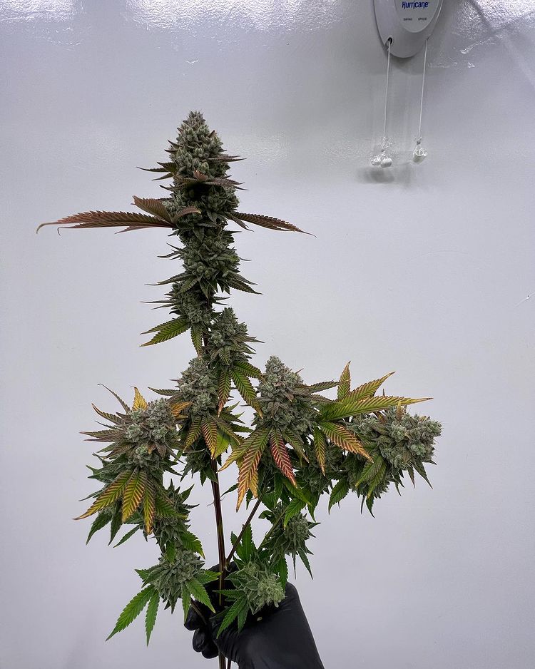 eastcoasterdam's tweet photo. One of many many branches in one of our 15 gal plants . 

This last batch had avg 65-90 monkey sticks per plant https://t.co/YgnhE9mU9E