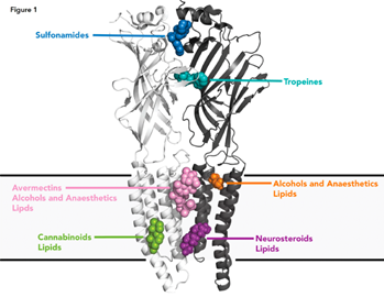 ASPET's tweet photo. #Glycinereceptors (GR) are promising targets for #paintherapies, via production of #antinociception. Three @Sydney_Uni authors discuss the structural basis for how current compounds cause positive allosteric modulation of GR. #PharmRev. More here: https://t.co/e7LPuiDkEU https://t.co/b3Q2gNxnlX