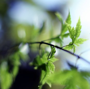 Self-care tip for World Mental Health Day on 10 October: get out in nature. Feel the ground beneath your feet, the cool air on your face and sniff the autumn leaves.  Trees give off phytoncides, which protect them from disease and benefit human health when inhaled.  #mentalhealth