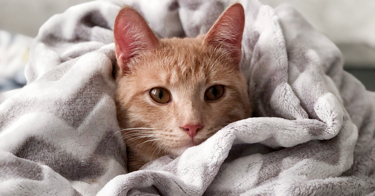 grabdear's tweet image. #CatCold Symptoms and Treatment
.
cat cold symptoms, such as sneezing and eye discharge, might point to a simple viral cold or the start of a more serious respiratory infection. 
Read More: bit.ly/3SF1SNW
#Grabdear #cats #pet #catscold #CatColdSymptoms #CatColdTrea...