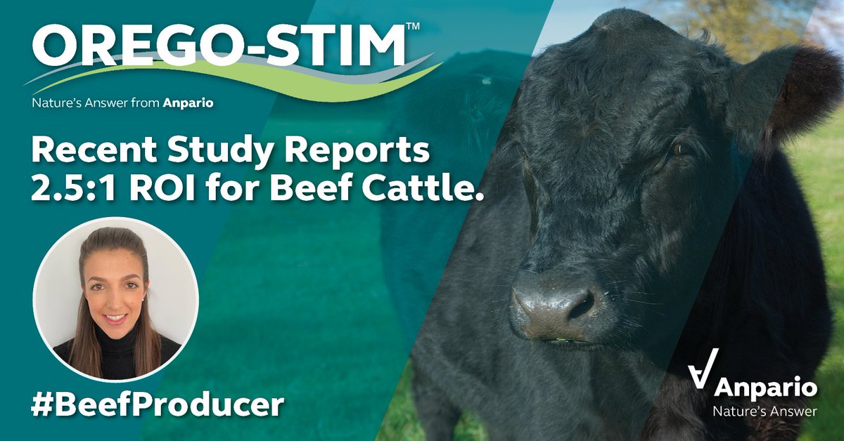 anparioplc's tweet photo. Anpario's Laura Corbett comments on the results of a commercial study recently published by @MillingandGrain
A contract #BeefRearer supplementing #AberdeenAngus cattle with #OregoStim reported an ROI of 2.5:1.
https://t.co/TOu7rMQYmO
#NaturallyMoreProfitable
#NaturesAnswer https://t.co/fjSiBZH1TY