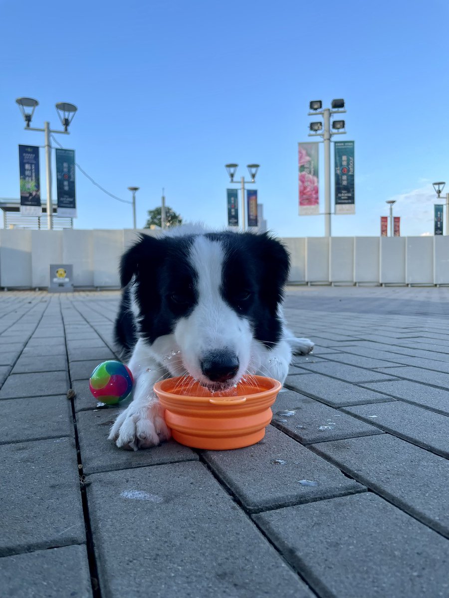 やっぱりまだあつい🥵
#dogsoftwitter #twitterdogcommunity #dog #bordercollie #犬のいる生活