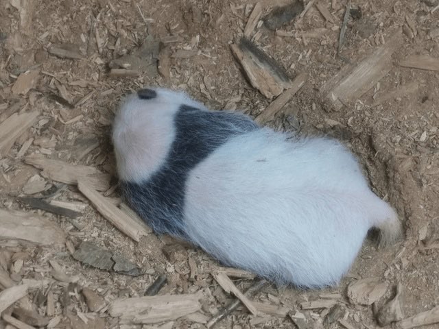 pandas_fr's tweet photo. 🐼🤩 Quatre ans plus tard, un nouveau bébé panda observé dans une même tanière de la réserve naturelle de Meigu Dafengding ⤵️
https://t.co/zQK4DTnHGR
#panda #Sichuan #Dafengding #MeiguDafengding #PandaCub @Amazingsichuan #Meigu https://t.co/g3zRiR6J0j