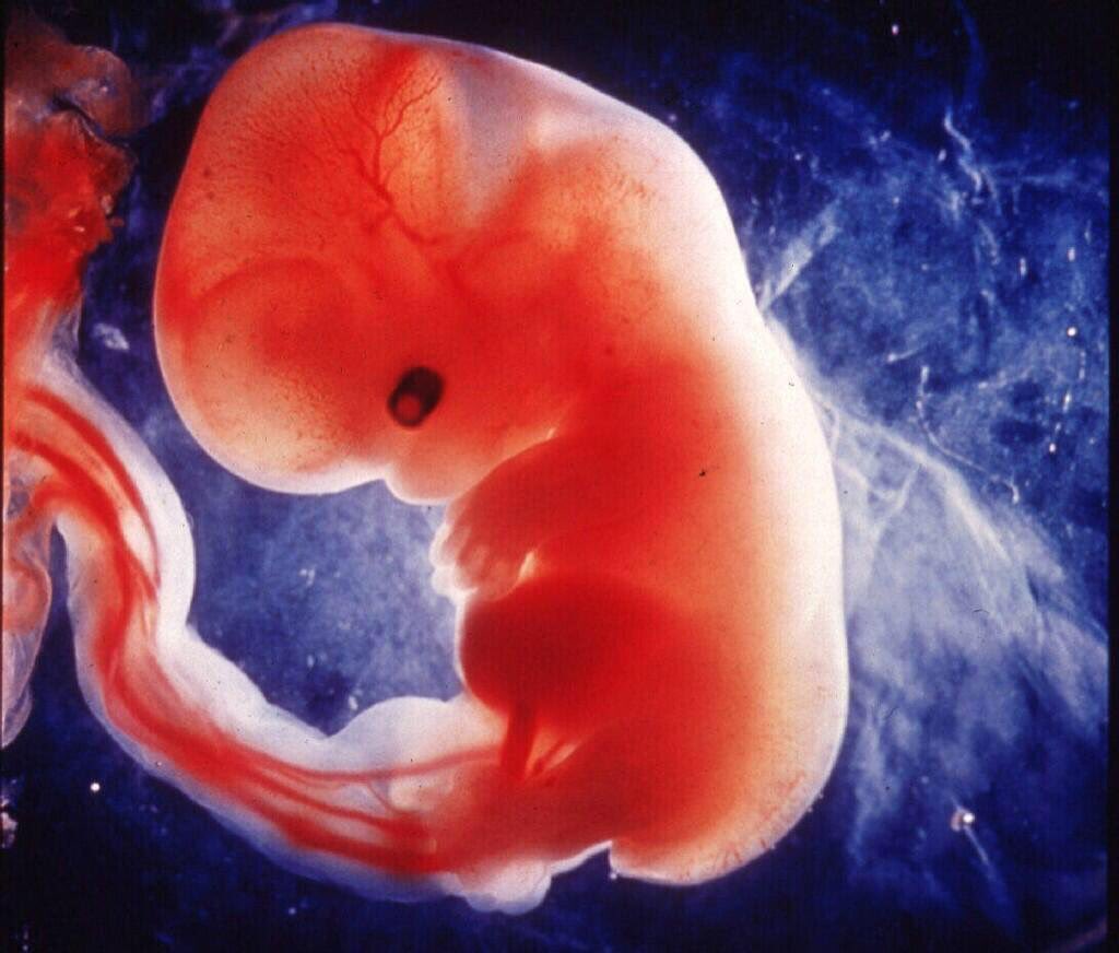 porlavida2014's tweet photo. El corazón empieza a latir a los 21 días desde la concepción. Eso ni es ideología, ni es religión, es biología básica. 
#SiaLaVida https://t.co/tfX3Y3G45O