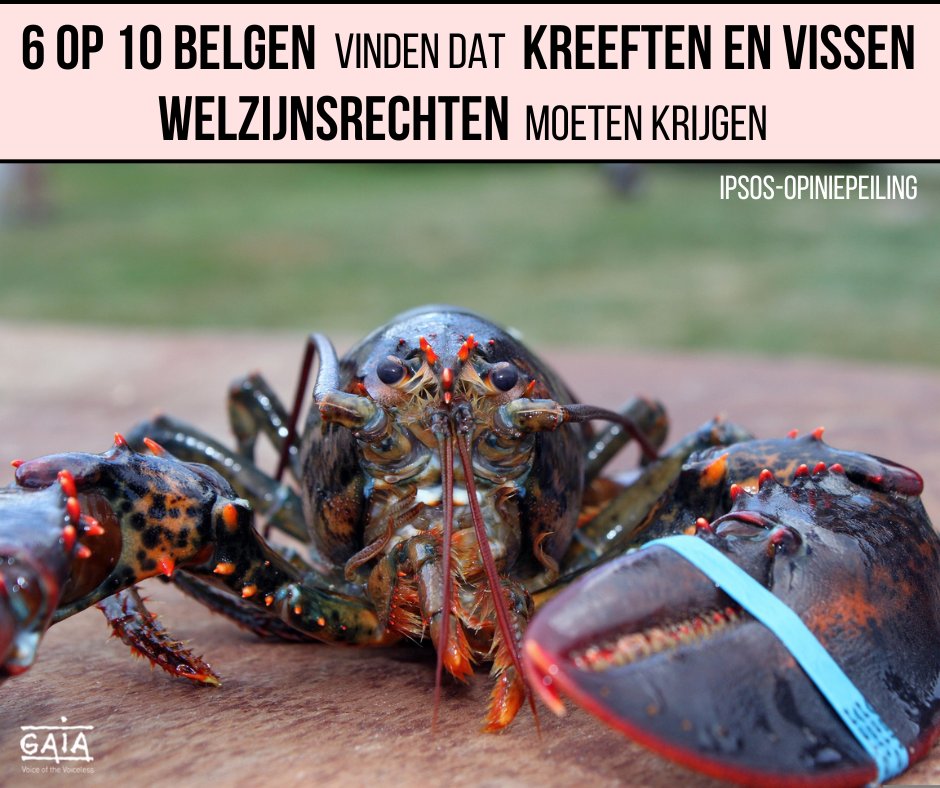 GAIABrussels's tweet photo. 🦞 Levend koken en levend doormidden snijden van kreeften kan via #verdoving op voorhand. De apparatuur daarvoor bestaat (bv. de Crustastun). Op die manier meer welzijnsrechten. Wat leert de recente opiniepeiling nog? Je leest het hier 👇
https://t.co/FfkMCHkMjE https://t.co/kUpAsT3Tlm