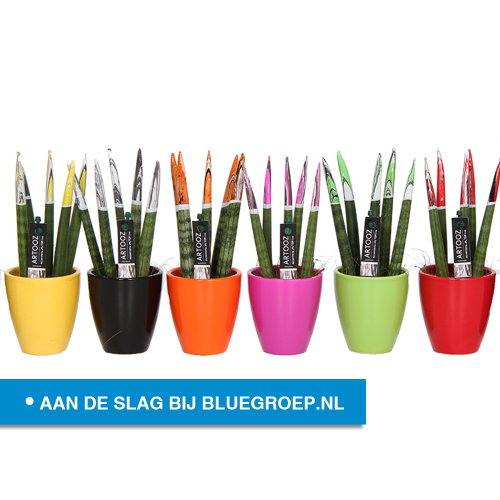 BlueGroep's tweet image. VACATURE: Decoratief productiemedewerker planten in Honselersdijk. Bekijk de #vacature op bluegroep.nl/vacatures/deco… #blue #bluegroep #Honselersdijk #werk