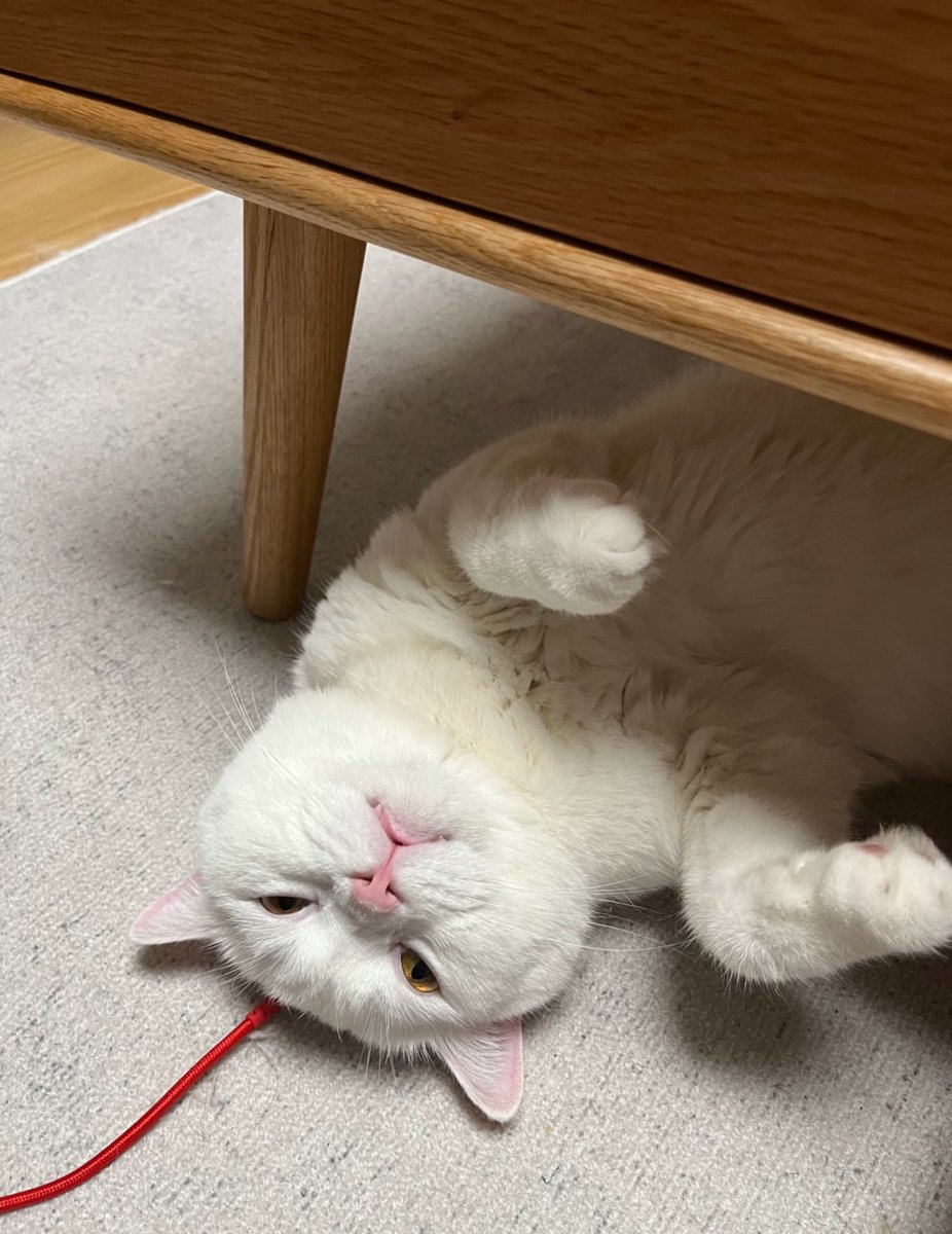 scottclaire7's tweet photo. As anyone who has ever been around a cat for any length of time well knows, cats have enormous patience with the limitations of the humankind.”

#cat https://t.co/1vPiMEGX0M