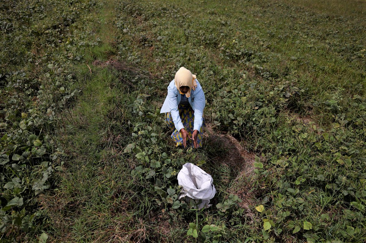 IFRCAsiaPacific's tweet photo. Farmers in Kurunegala, Sri Lanka, working with Sri Lanka Red Cross and @IFRC have boosted their incomes by planting mung and black-eyed beans.

The cash assistance for struggling families is mostly going towards food, utilities, health, transportation costs, and debt repayment. https://t.co/MBcrfC5ARn