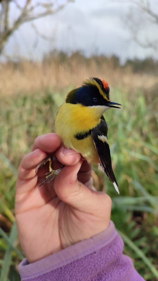 birdecologylab tweet media