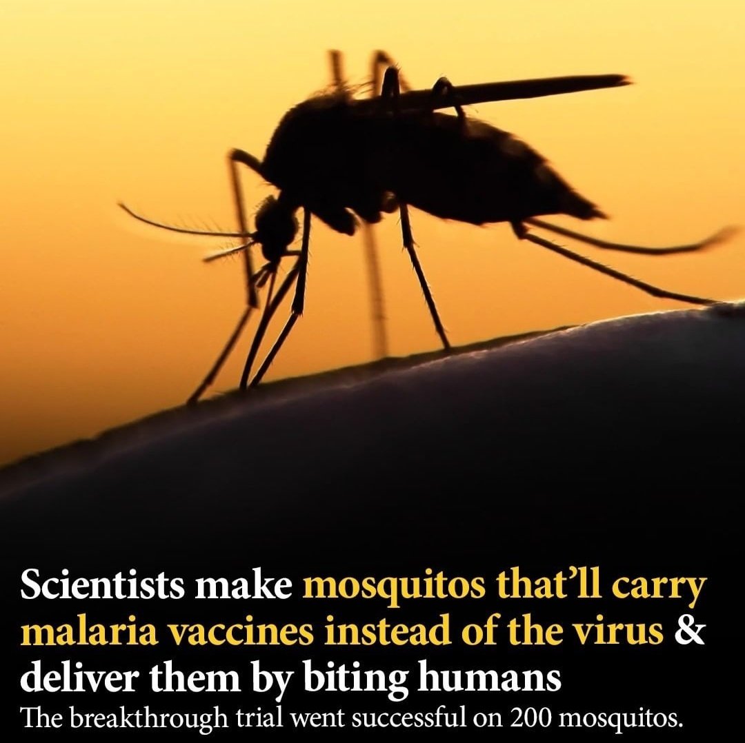 Scientists make mosquitos that'll carry malaria vaccines instead of the virus &amp; deliver them by biting humans The breakthrough trial went successful on 200 mosquitos.#Science #Scientist #Research #Vaccine #Malaria #Mosquito #Virus #Medical #Health