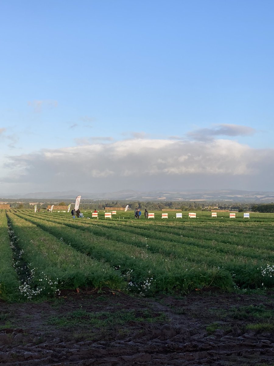 In full swing at the BCGA Demo Day #carrotgrowers #carrots <a href="/GrowersBurgess/">Tompsett Burgess Growers Limited</a>