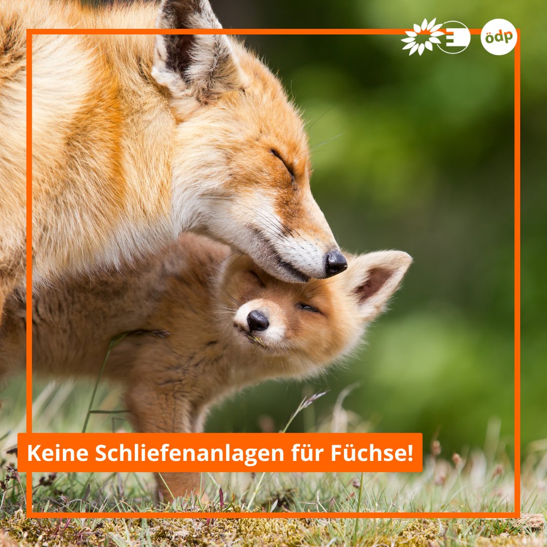 RipaManuela's tweet image. Der @NeunkircherZoo errichtet ein Fuchsgehege für Jagdvereine, um Jagdhunde abzurichten – obwohl tierqualfreie Alternativen existieren. In einem Schreiben an die Verantwortlichen spreche ich mich deutlich gegen dieses Vorhaben aus! #Fuchsjagd #Tierschutz