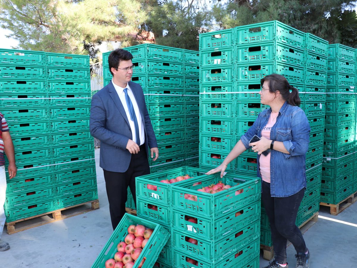 bolge_izmir_tkk's tweet photo. Bölge Birliğimiz çalışma alanında yetişen ‘’Hicaz narı’’ alımlarımız başlamış olup, Zincir marketlere sevkiyatlarımız devam etmektedir. 
Ürünün tüm işlemesi tarlada gerçekleştirilip marketlere soğuk hava kamyonlarıyla sevk edilip tüketiciye sunulmaktadır. https://t.co/EgcFxBg5kr