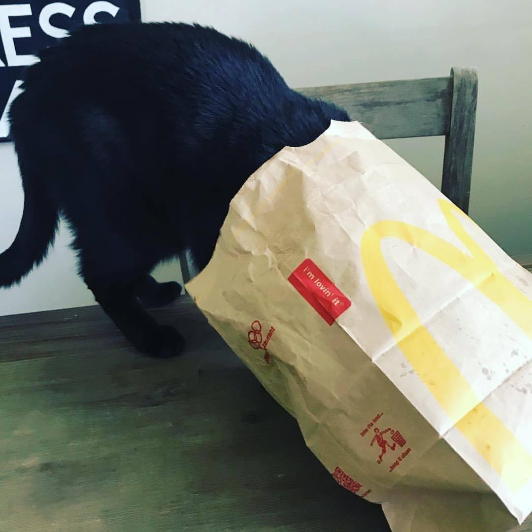 Lilylauren's tweet photo. If I ever lose my cat this is the photo where he would be most easily recognised #garbagecat https://t.co/Imanq2LNKh