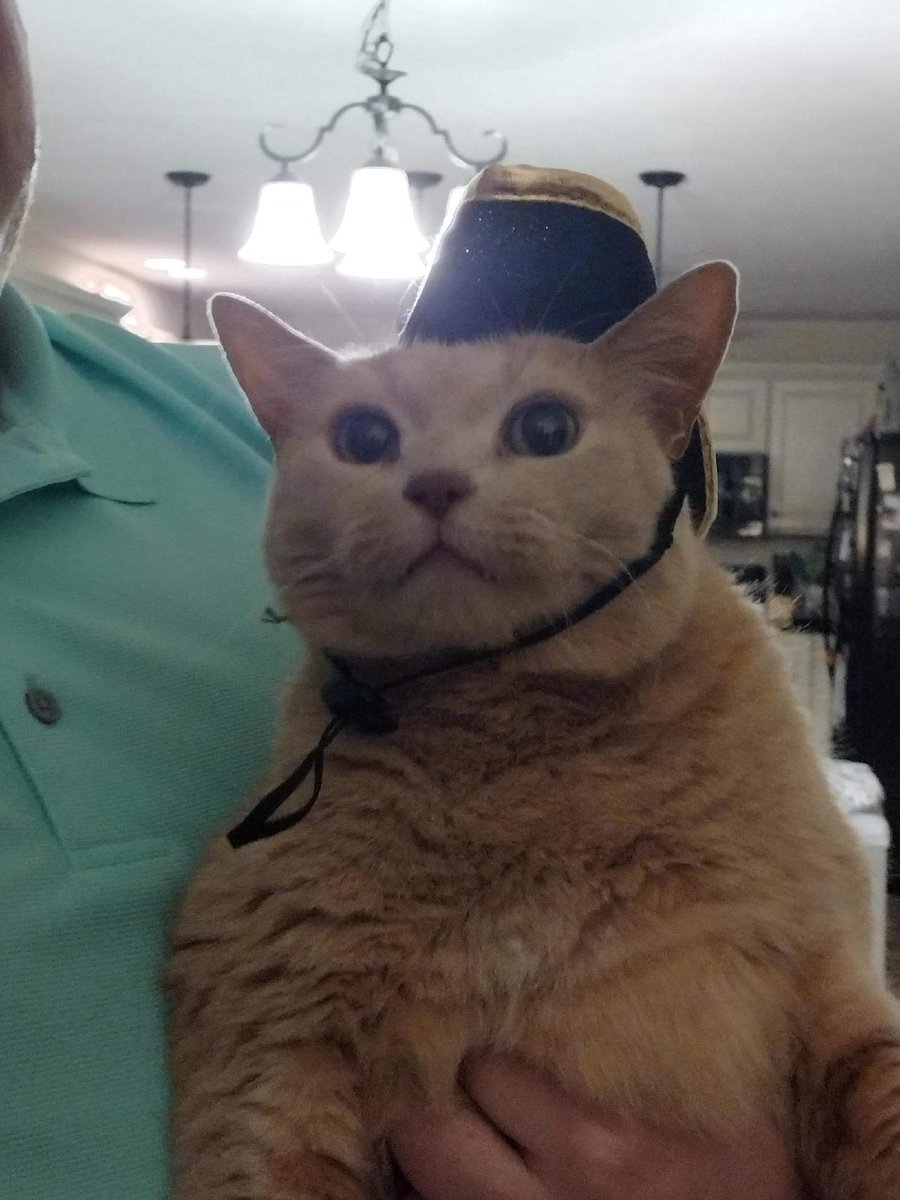 ErinBurnette12's tweet photo. Bitsy the Bellhop. 🤣 #CatsOfTwitter #derp #cats #howmayihelpyou? https://t.co/CX1Rw66g7A