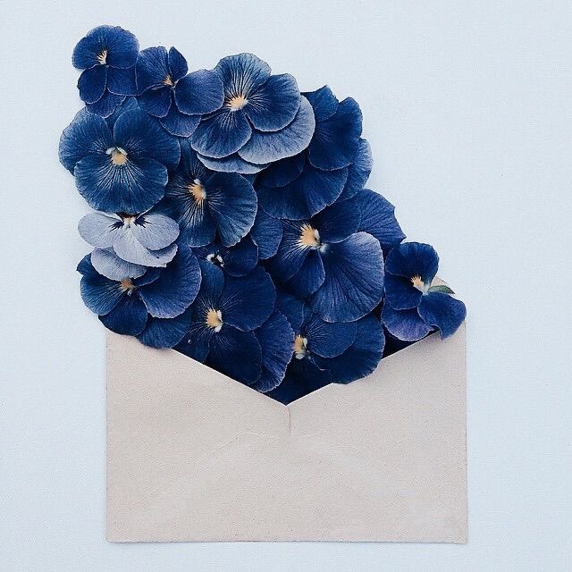 flwrmail's tweet photo. hi, good afternoon, flower of the day ay blue pansy. https://t.co/pFytxf25E4