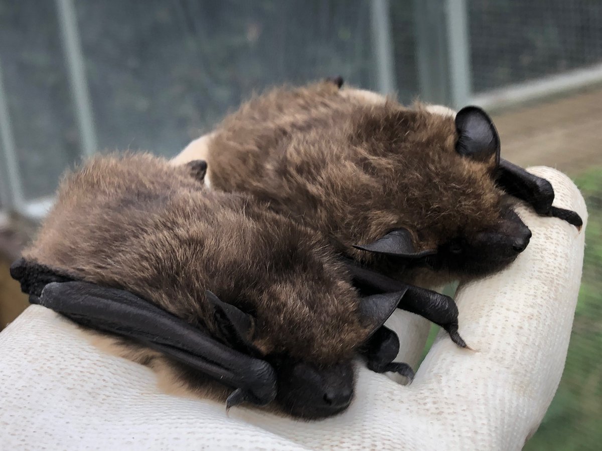SLUITING NOMINATIES LEO BELS PRIJS AANSTAANDE
De sluiting van de nominaties voor de Leo Belsprijs is a.s zondag 9 oktober om 23:59 uur. Stuur je nominatie dus nog op tijd naar info@vleermuis.net
Dit jaar wordt voor de 3e keer de Leo Bels Prijs uitgereikt op de VLEN-dag op 29 okt.