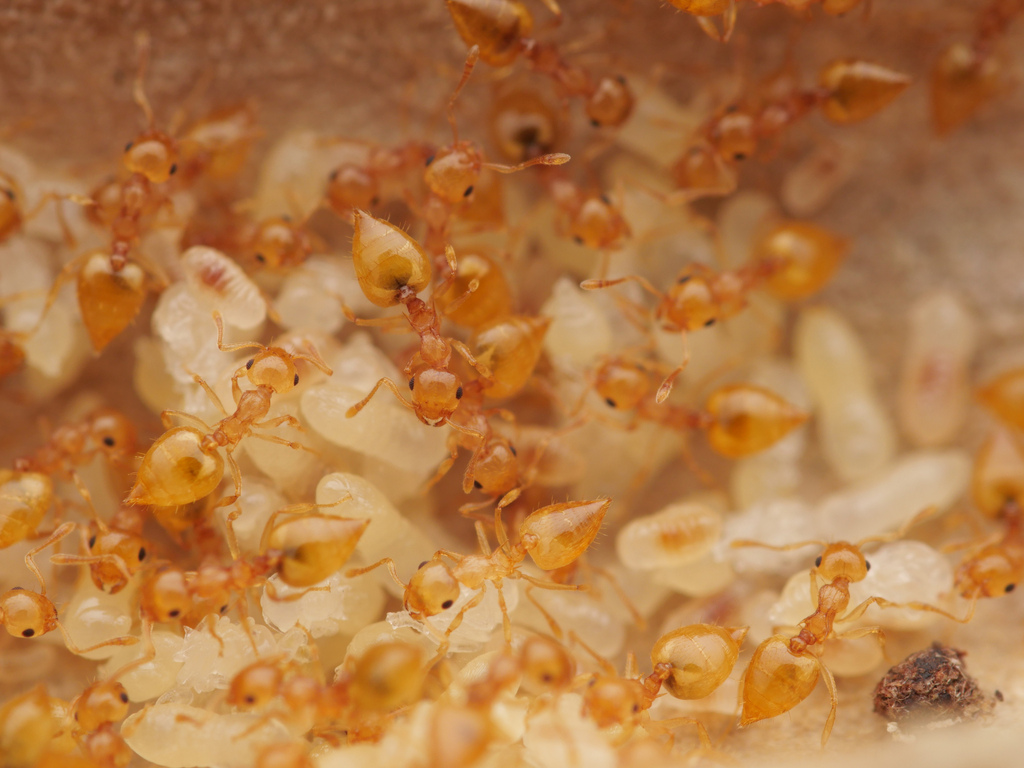antscience's tweet image. How many insects and ants are on the planet? And what do we know about ant biomass? Check out our new Commentary Arcticle in PNAS pnas.org/doi/10.1073/pn…