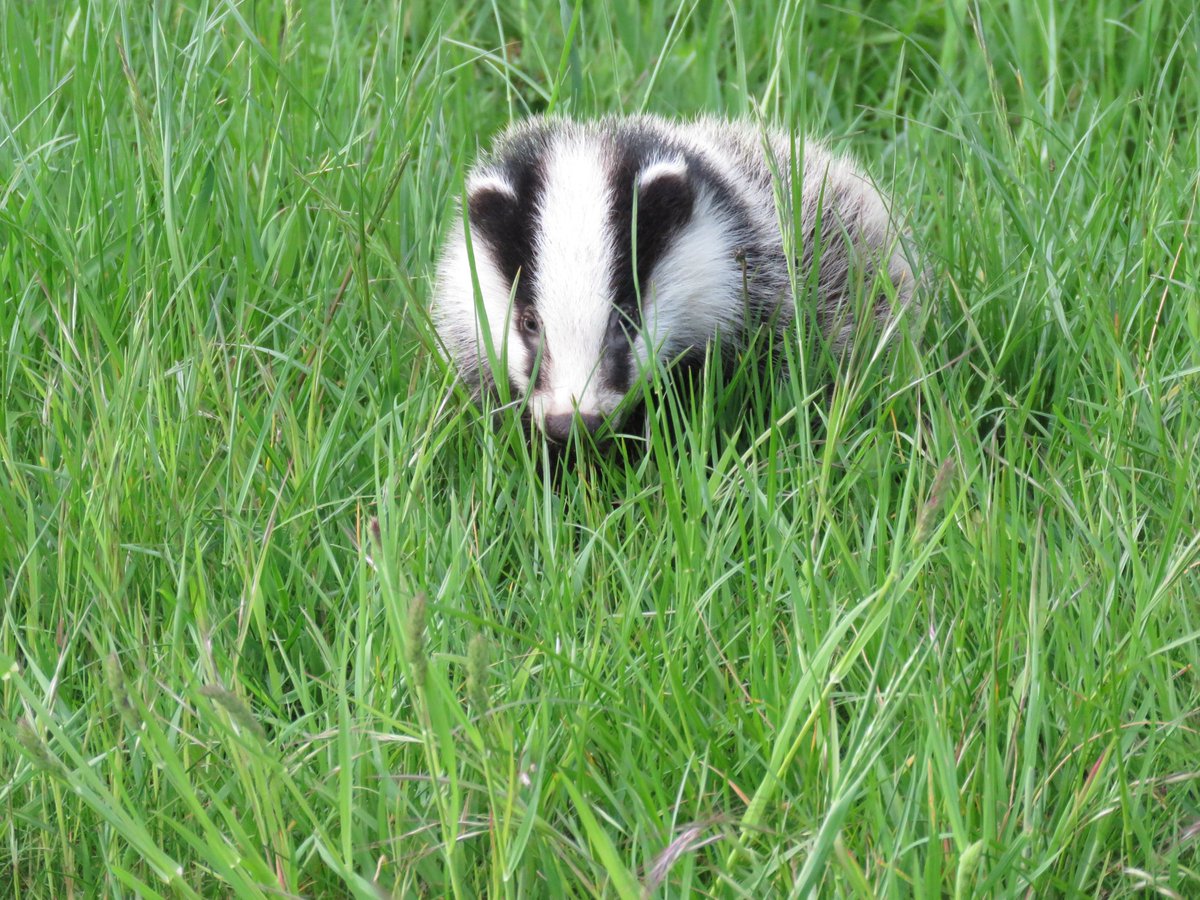 Happy National Badger day. 🦡🦡

#Badgers 
#nationalbadgerday